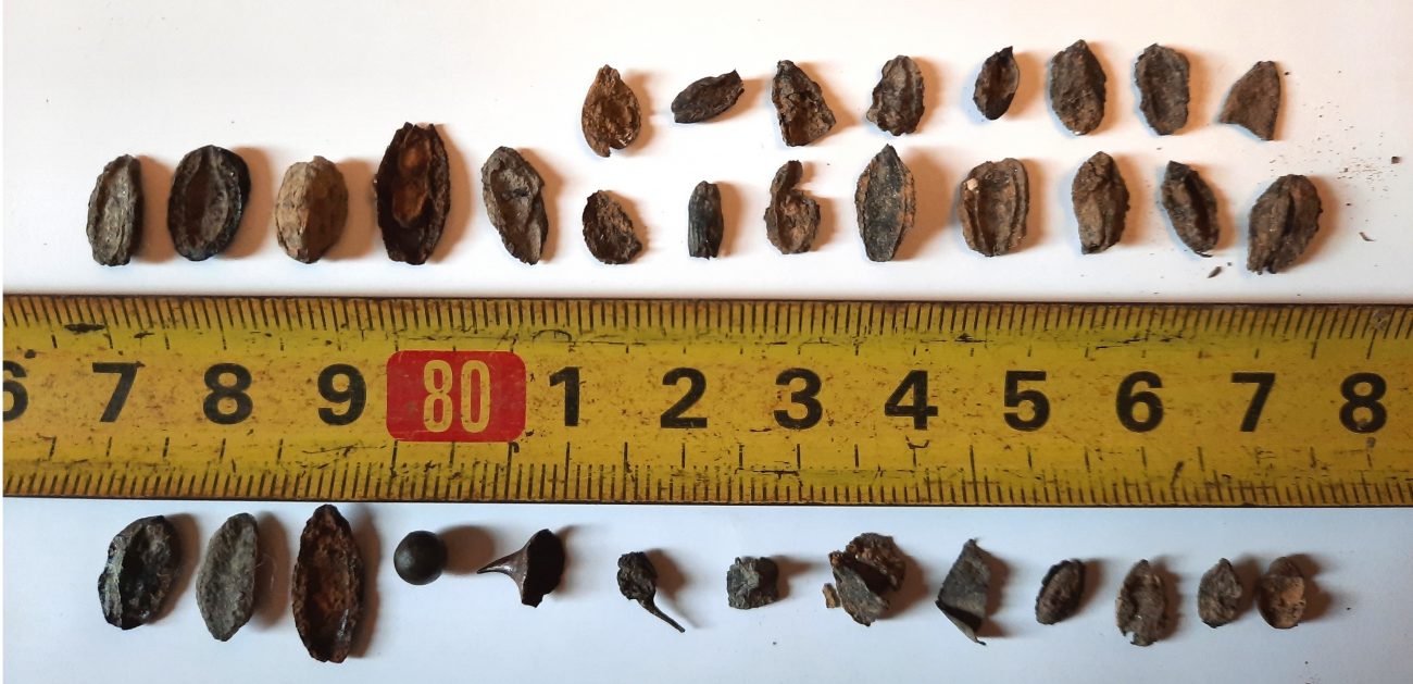 Descubren semillas de cinco mil años de antigüedad al norte de Buenos Aires | Semanario Extra