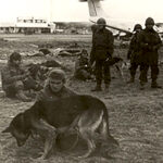 perros_de_malvinas